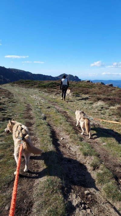 Cani-marche
