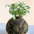 Atelier Kokedama : créez votre jardin suspendu au naturel