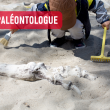 La pequeña conferencia de la Micro-Folie Tarn-Agout: «El pequeño paleontólogo»