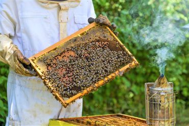 Visite du Rucher & Musée de l’abeille