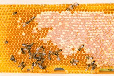 Visite du Rucher & Musée de l’abeille