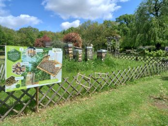 Visite du Rucher & Musée de l’abeille