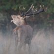 Soirée brame du Cerf en Vallée du Viaur