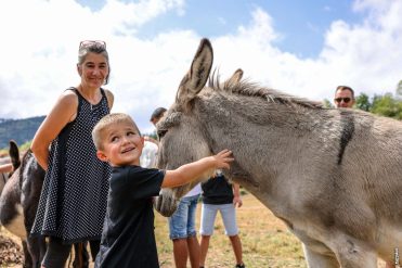 Despertar con burros