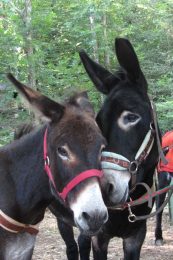 Paseo en burro