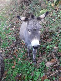 Balades et randonnées à pied avec les ânes du Rafinenc