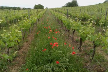 Domaine des Terrisses