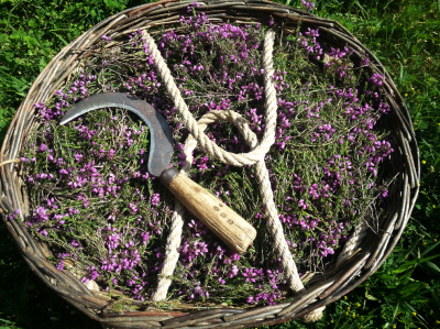 Vertus Sauvages – Visite à la ferme (plantes aromatiques et médicinales)