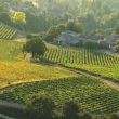 Escapade des vignes à l’olivier