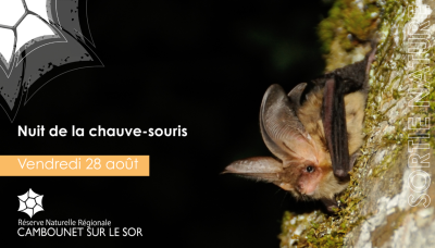 Nature Outing: Bat Night