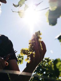 Pass Vigneron au Domaine de Cantalauze