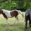 La Salamandre Pony Club