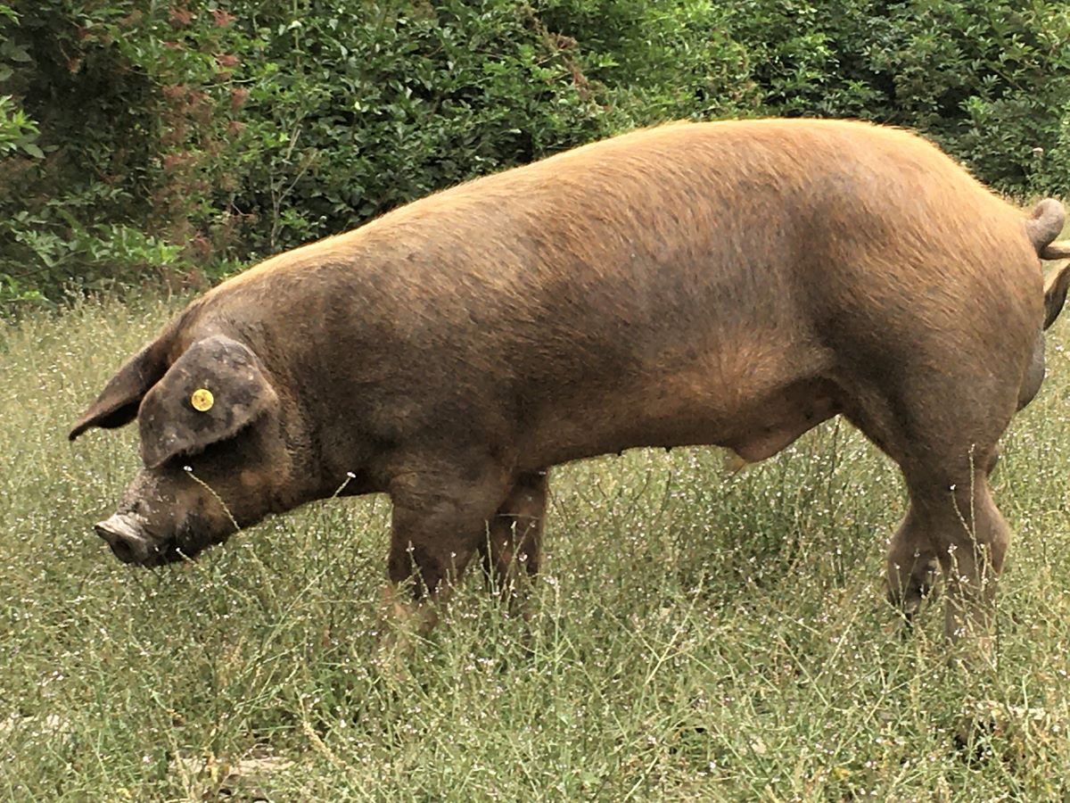 Le cochon du Griffoul à Aiguefonde - Tarn Tourisme