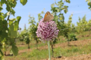 L’Enclos des Braves