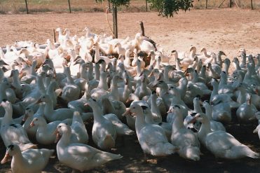 Fermiers Occitans