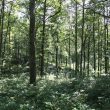 Parcours d&rsquo;orientation – Gestion Forestière Facile