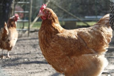 La Ferme des Pontiers – Producteur de volailles et oeufs