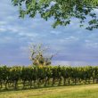Wine tour : Visiter, déguster, vivre!