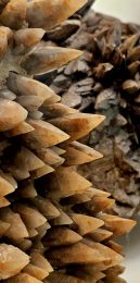 Musée Jean Cros – Minéraux et Fossiles