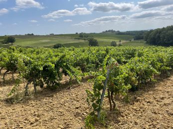Domaine Puech Roques