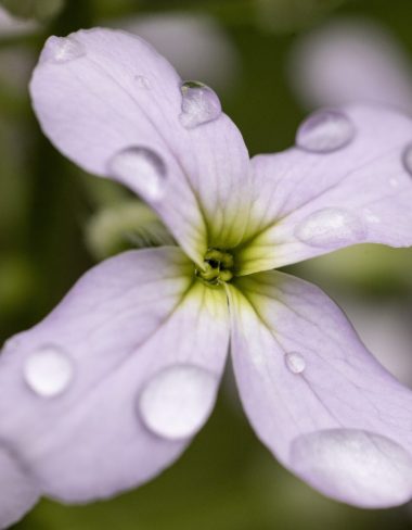 Exposition « De Flòra e d’Aiga »