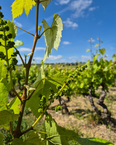Visite « De la vigne à la bouteille » – Vignobles Jérôme Bézios