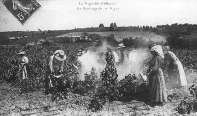 La vigne, outils traditionnels et terroir