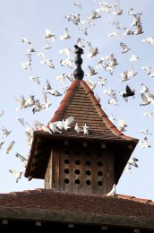 GAEC Les Pigeons du Mont Royal
