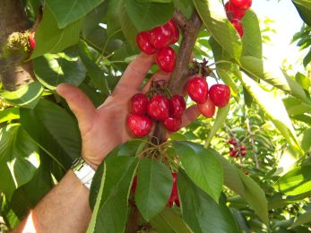 Verger « La Cueillette du Bosc »