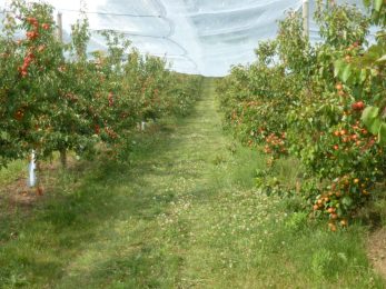 Verger « La Cueillette du Bosc »