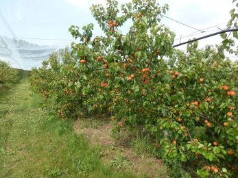 Verger « La Cueillette du Bosc »