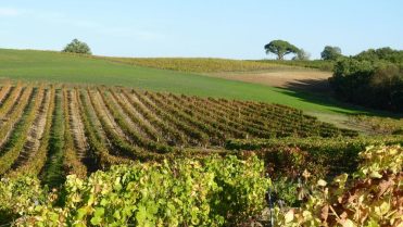 Pass Vigneron au Domaine Laubarel