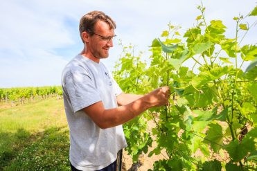 Pass Vigneron au Domaine Laubarel
