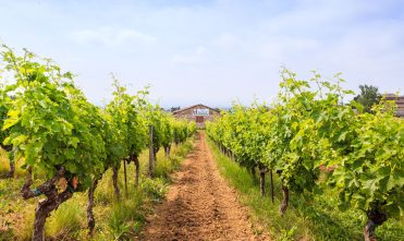 Pass Vigneron au Mas de Bicary
