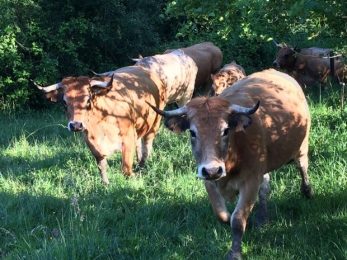 L’Aubrac Bio de Lapeyrière