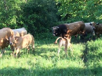 L’Aubrac Bio de Lapeyrière