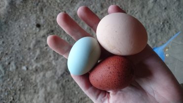 Les n&rsquo;oeufs poules